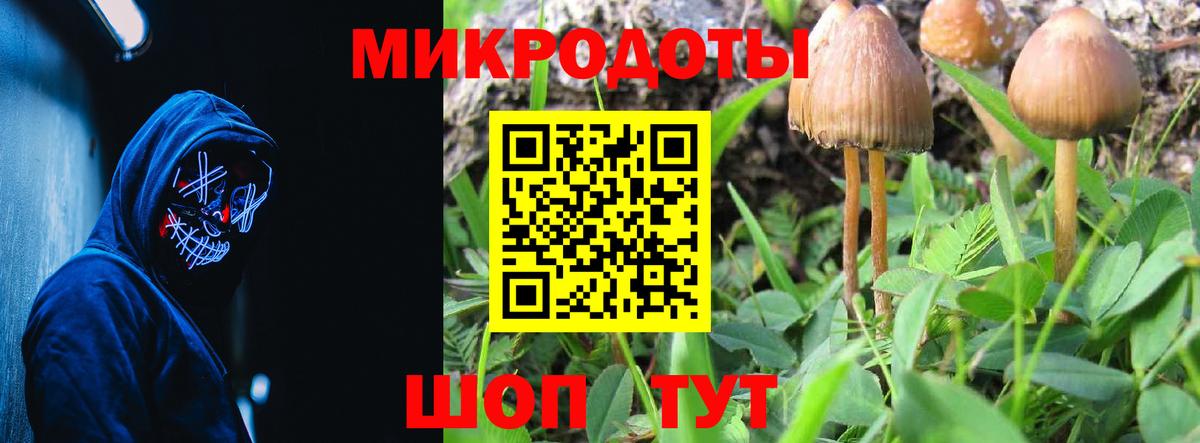 Ржев  закладка  Вход с VPN  Псилоцибиновые грибы прущие грибы  Галлюциногенные грибы Psilocybe 